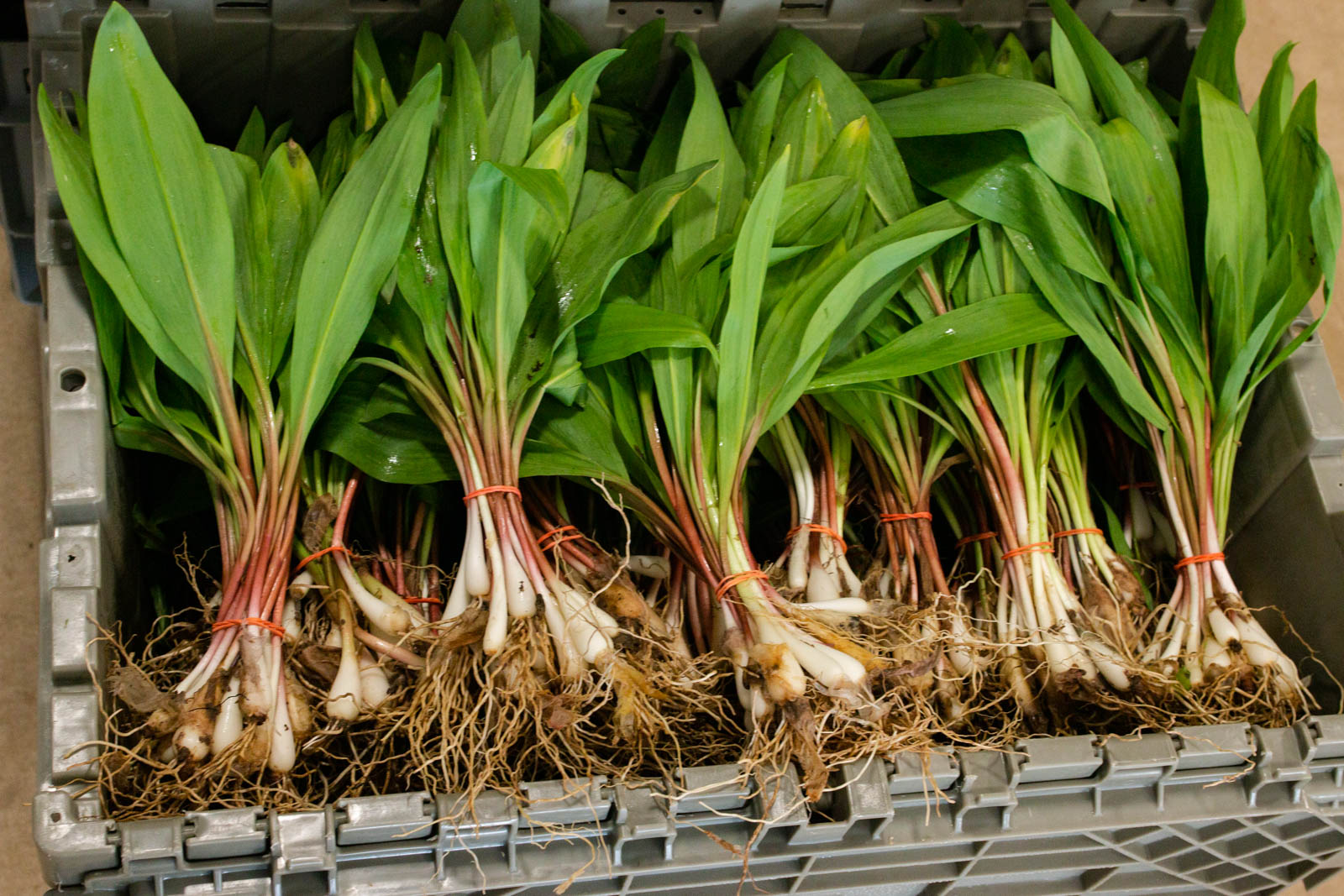 Fresh seasonal ingredients being prepared