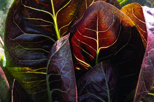 Reusable delivery bags