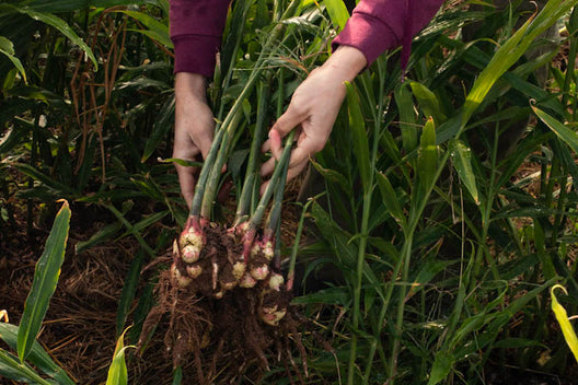 Carbon neutral deliveries